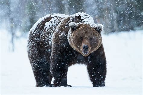  L'Ours de l'Éternité: Un Conte Russe qui Défie le Temps et les Lois de la Nature !