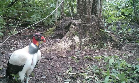  Le Roi et l'Oiseau Perdant de Plume: Une Exploration Intrigante de la Beauté Éphémère dans une Espagne Antique!